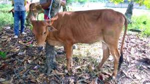 Sapi Rancah Plasma Nutfah Kabupaten Ciamis